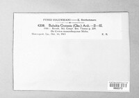 Phakopsora crotonis image